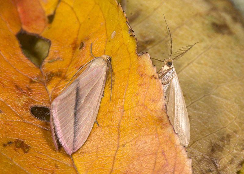 Rhodometra sacraria, confronto tra forme